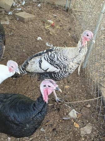3 turkeys for sale 1
