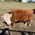 Miniature hereford 3 thumbnail