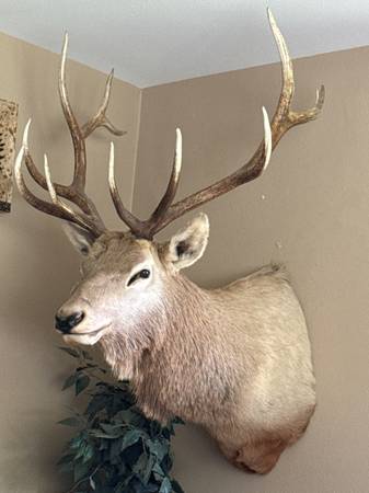 Elk Shoulder Mount 12 pointer 1