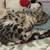 Silver Bengal Cat Needs a New Home 3 thumbnail