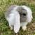 Holland Lop Rabbit 6 thumbnail