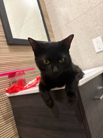 Black kitten (Bronx)63690278565377120