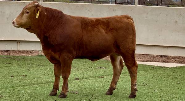 Akaushi Bull Sale or Lease 1