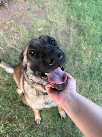 Rehoming - Hembra Pastor Alemán - 4 años (Mesa)63975637623938121