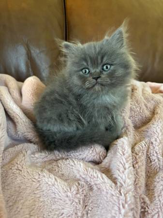 Four gorgeous, rare Persian-Ragdoll kittens (Cypress)63906835242243123