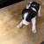 Rehoming 4 puppies 2 thumbnail