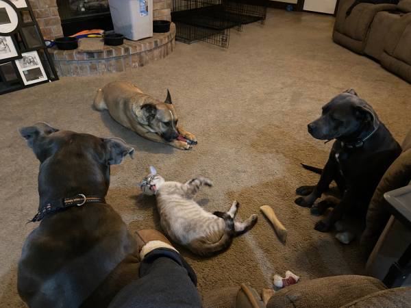 Pitbull Mix Rehoming (Edmond)63670591154179123