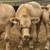 4H Steer 3 thumbnail