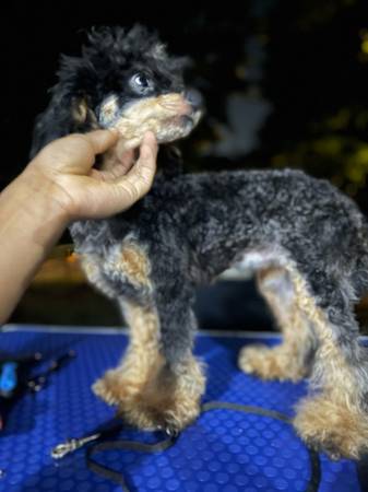 Poodle Toy AKC (prueba de ADN realizada) (Austell)63881506235651120