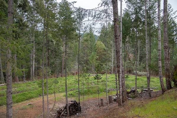 $215,000 🌄 37 Acres para Recorrer – Bosque, Vida Silvestre y Aislamiento Cerca de Lake Selmac (Selma, Oregon)63654692096003124