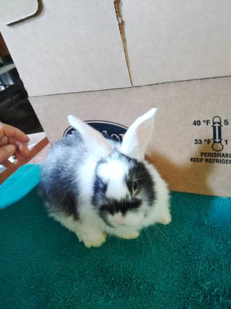 BUNNIES 1