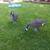 Yard Art - Decoy- Canadian Geese 2 thumbnail