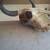American Bison Buffalo Skull with a 13 inch wide horn spread 2 thumbnail