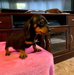 LittleDachshund-Puppy 1