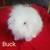 Lion lops blue eyes, lion heads 7 thumbnail