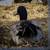 Ducks 2 thumbnail