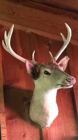 Deer mount taxidermy 1