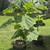 Princess Tree (9ft tall) 4 thumbnail