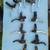 Brake Levers, Singles and Pairs - from 23 thumbnail