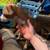 Pets 8 thumbnail