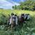 Nubian goats 1 thumbnail