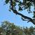 Antonio Tree Service Omaha 6 thumbnail