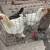 Chickens 5 thumbnail