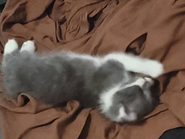Kittens kittens kittens63687883016963123