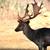 Blackbuck, Axis, Fallow & Aoudad Hunting In Texas 3 thumbnail