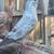 PIGEONS 9 thumbnail