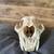 Mountain Lion Skull - cleaned for Display 2 thumbnail
