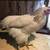 Pullets Chicks Chickens Hens Poultry 4 thumbnail
