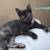 Kittens and cats at Sunnyvale Petco Saturday 10am to 2pm 8 thumbnail