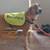 Aussie Hound Mixes 1 thumbnail