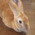 Rex doe rabbit 3 thumbnail