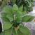 Hosta plant sale 3 thumbnail