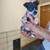 Red heeler puppies (Australian cattle dog) 12 thumbnail