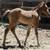 AQHA Grulla Stud 5 thumbnail