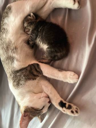 Kitten para reubicar (Silver Springs)63861782102273122