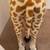 ***** MEGA ****** STUFFED GIRAFFE **** NEW **** MELISSA & DOUG BRAND * 7 thumbnail