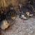 Quail 2 thumbnail