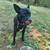 Pit American bully mix for rehoming 2 thumbnail