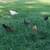 Geese, guineas, pullets, turkeys, and white homing pigeons 9 thumbnail