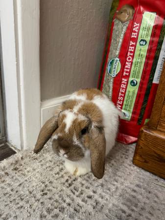 We are looking to rehome our beautiful kids Nora(Female) and Sunny(Male) 6 month (Concord)63909865519747120