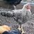 13 Week Roosters 2 thumbnail