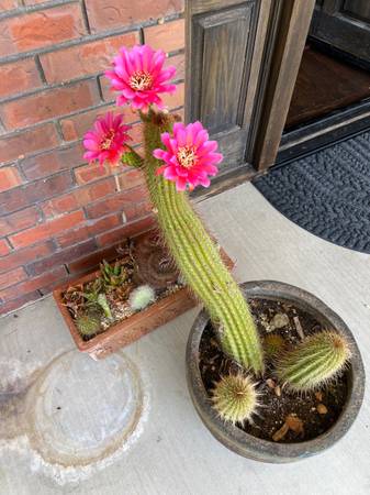 Looking an apartment o estudio 1