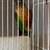 Conure pair 3 thumbnail