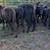 11 Black Beef Feeder Calves 2 thumbnail
