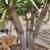Dragon Trees and Ancient Olive Trees 19 thumbnail