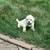 Goldendoodle puppies 5 thumbnail